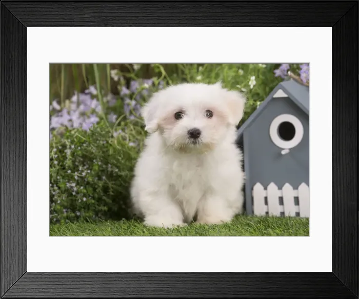 Framed Print : Picture No. 12020373 Framed Print : Picture No. 12020373