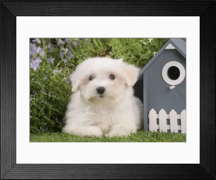 Framed Print : Picture No. 12020375 Framed Print : Picture No. 12020375