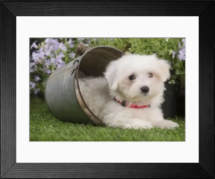 Framed Print : Picture No. 12020376 Framed Print : Picture No. 12020376