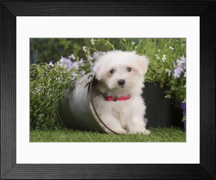 Framed Print : Picture No. 12020377 Framed Print : Picture No. 12020377