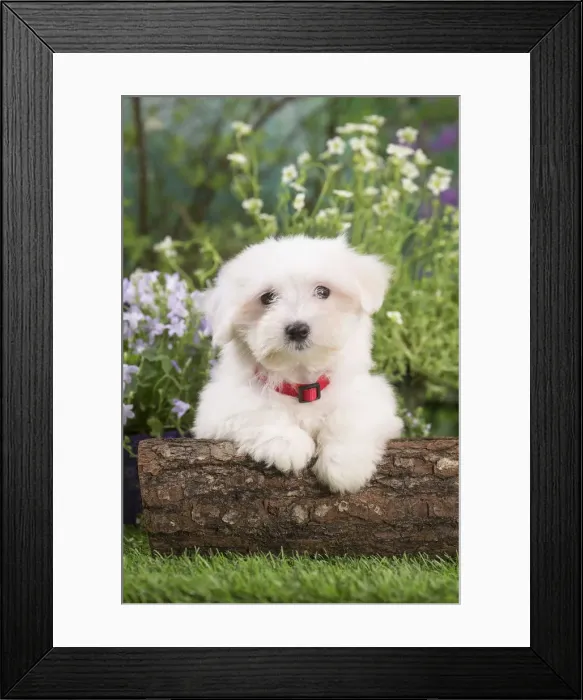 Framed Print : Picture No. 12020379 Framed Print : Picture No. 12020379