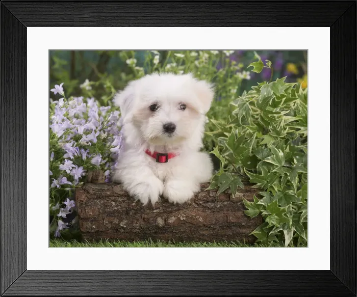 Framed Print : Picture No. 12020380 Framed Print : Picture No. 12020380