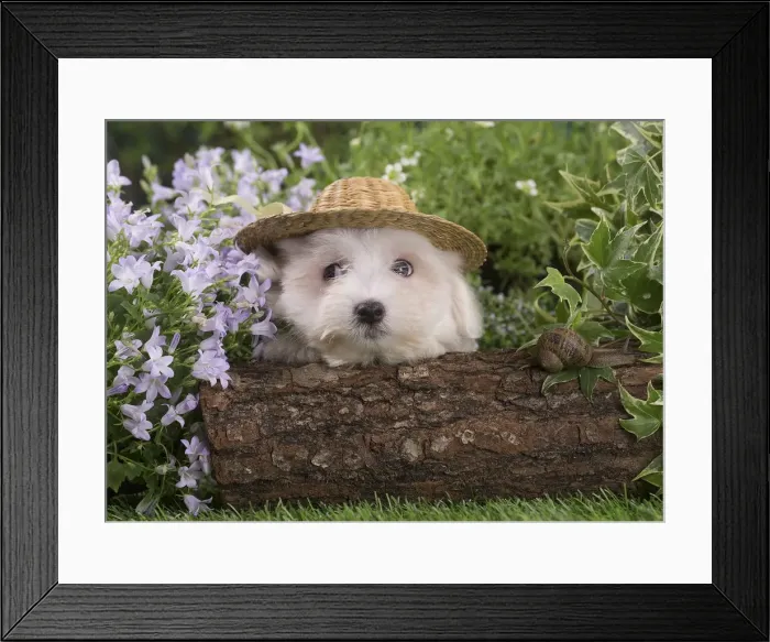 Framed Print : Picture No. 12020381 Framed Print : Picture No. 12020381