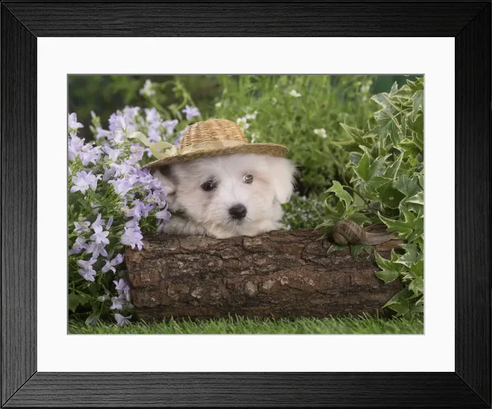Framed Print : Picture No. 12020382 Framed Print : Picture No. 12020382