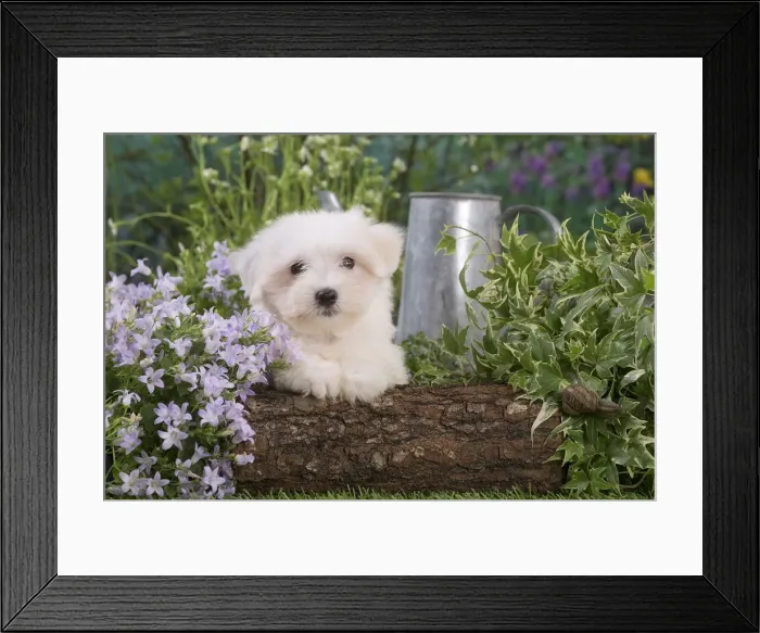 Framed Print : Picture No. 12020383 Framed Print : Picture No. 12020383
