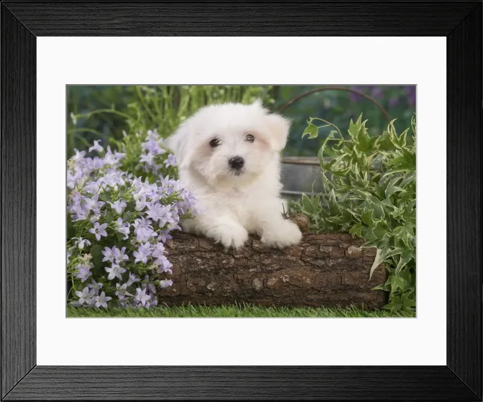 Framed Print : Picture No. 12020384 Framed Print : Picture No. 12020384