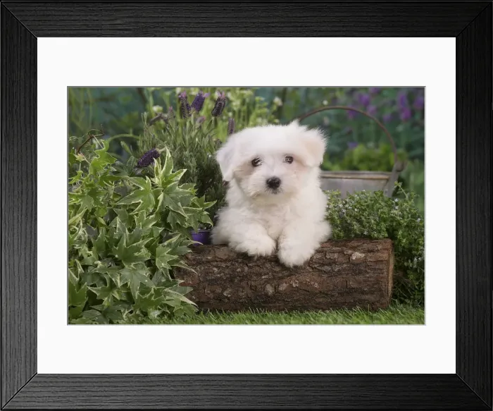 Framed Print : Picture No. 12020385 Framed Print : Picture No. 12020385