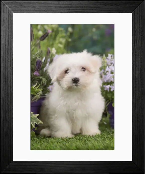 Framed Print : Picture No. 12020386 Framed Print : Picture No. 12020386