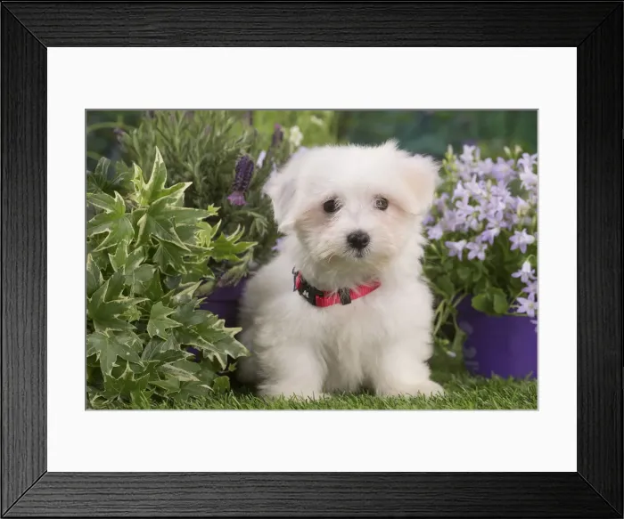 Framed Print : Picture No. 12020387 Framed Print : Picture No. 12020387