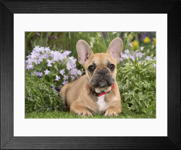 Framed Print : Picture No. 12020390 Framed Print : Picture No. 12020390