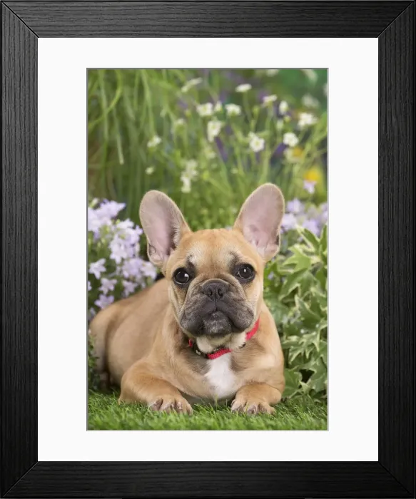 Framed Print : Picture No. 12020391 Framed Print : Picture No. 12020391