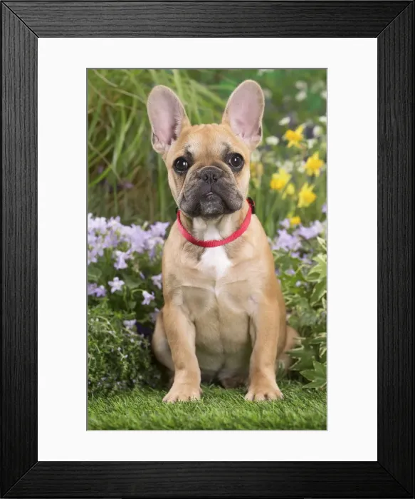 Framed Print : Picture No. 12020392 Framed Print : Picture No. 12020392