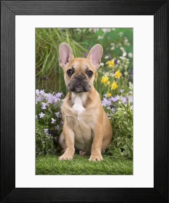 Framed Print : Picture No. 12020393 Framed Print : Picture No. 12020393