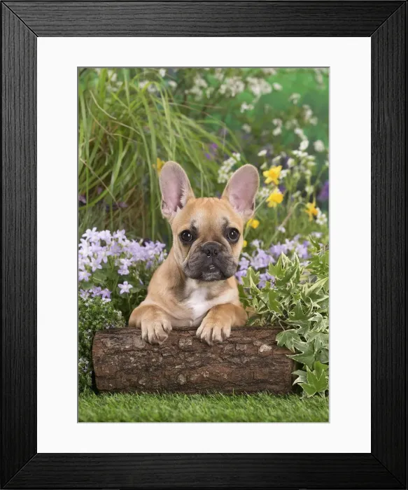 Framed Print : Picture No. 12020394 Framed Print : Picture No. 12020394