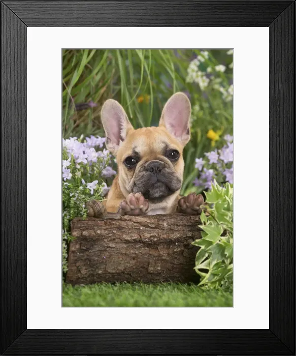 Framed Print : Picture No. 12020396 Framed Print : Picture No. 12020396