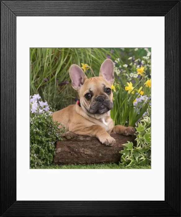Framed Print : Picture No. 12020397 Framed Print : Picture No. 12020397