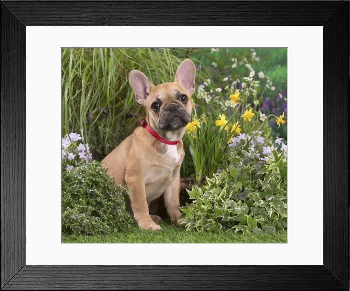 Framed Print : Picture No. 12020398 Framed Print : Picture No. 12020398