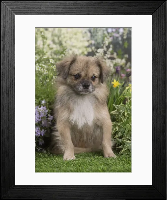 Framed Print : Picture No. 12020399 Framed Print : Picture No. 12020399