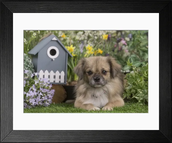 Framed Print : Picture No. 12020400 Framed Print : Picture No. 12020400