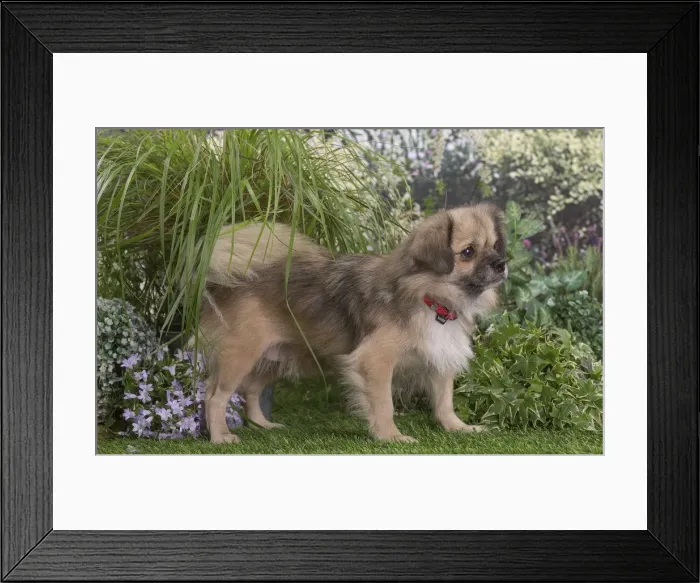 Framed Print : Picture No. 12020401 Framed Print : Picture No. 12020401