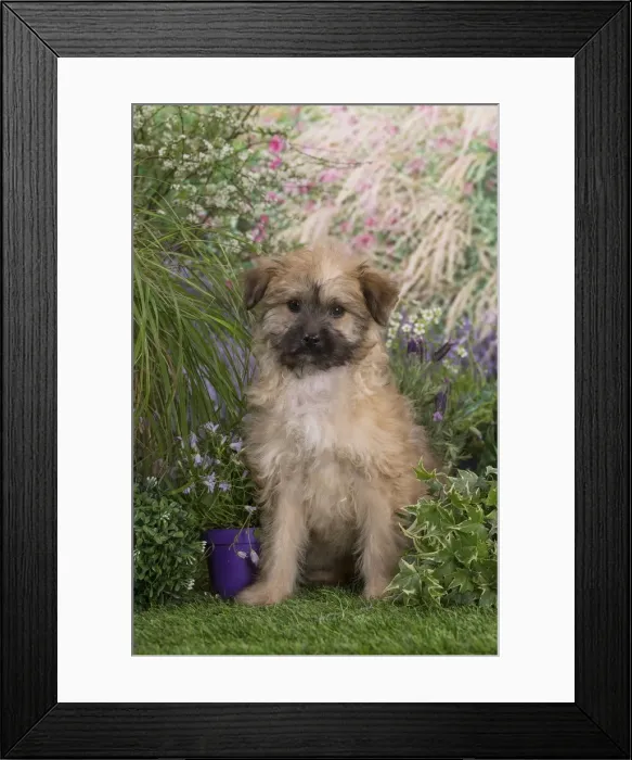 Framed Print : Picture No. 12020402 Framed Print : Picture No. 12020402
