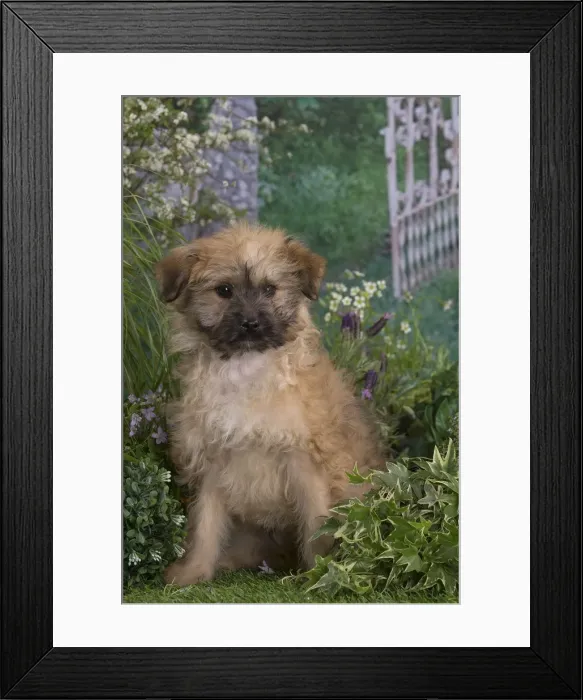 Framed Print : Picture No. 12020403 Framed Print : Picture No. 12020403
