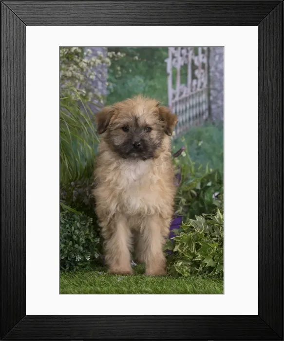 Framed Print : Picture No. 12020404 Framed Print : Picture No. 12020404