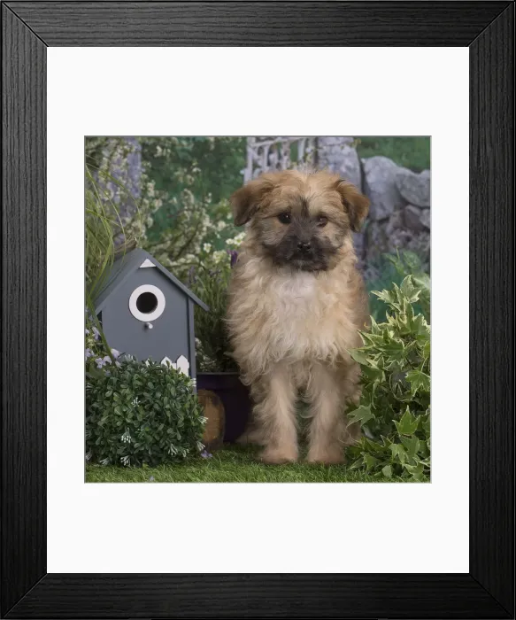 Framed Print : Picture No. 12020405 Framed Print : Picture No. 12020405