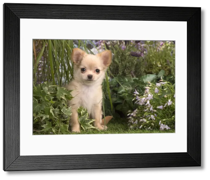 Framed Print : Picture No. 12020408 Framed Print : Picture No. 12020408