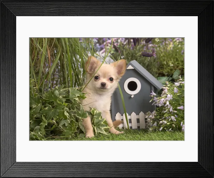 Framed Print : Picture No. 12020409 Framed Print : Picture No. 12020409