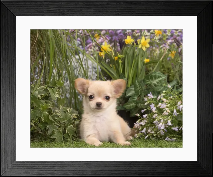 Framed Print : Picture No. 12020410 Framed Print : Picture No. 12020410