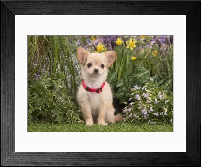 Framed Print : Picture No. 12020411 Framed Print : Picture No. 12020411