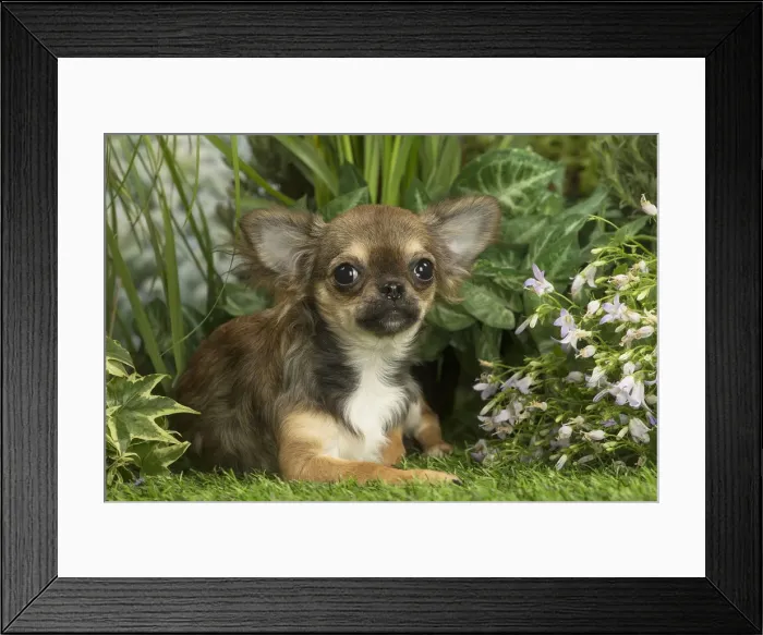 Framed Print : Picture No. 12020412 Framed Print : Picture No. 12020412