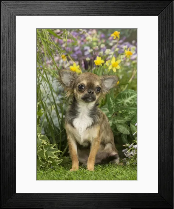 Framed Print : Picture No. 12020413 Framed Print : Picture No. 12020413