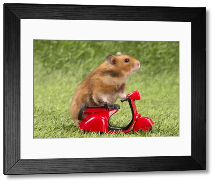 Framed Print : Picture No. 12020417 Framed Print : Picture No. 12020417