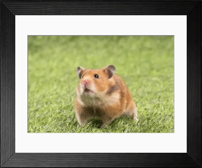Framed Print : Picture No. 12020418 Framed Print : Picture No. 12020418