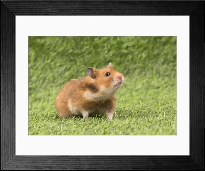 Framed Print : Picture No. 12020419 Framed Print : Picture No. 12020419