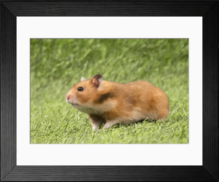 Framed Print : Picture No. 12020420 Framed Print : Picture No. 12020420