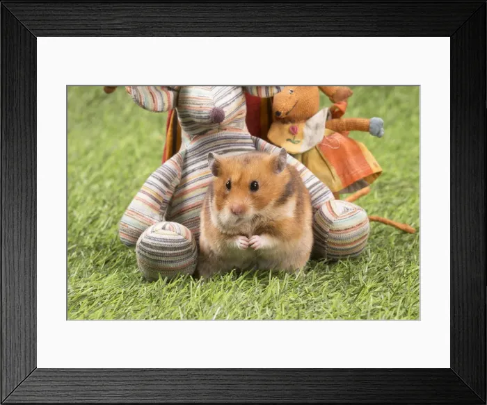 Framed Print : Picture No. 12020421 Framed Print : Picture No. 12020421