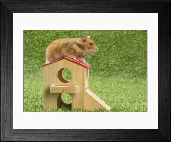 Framed Print : Picture No. 12020422 Framed Print : Picture No. 12020422