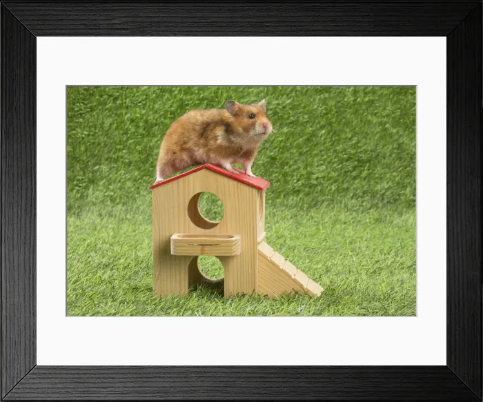 Framed Print : Picture No. 12020423 Framed Print : Picture No. 12020423