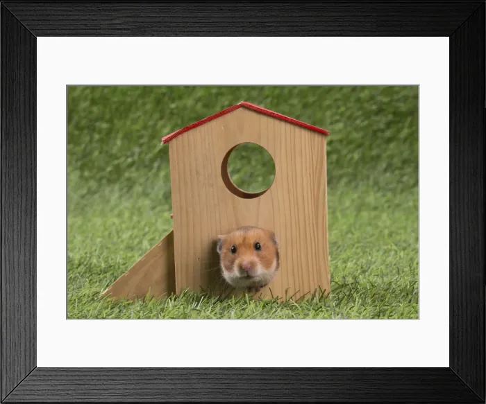Framed Print : Picture No. 12020424 Framed Print : Picture No. 12020424