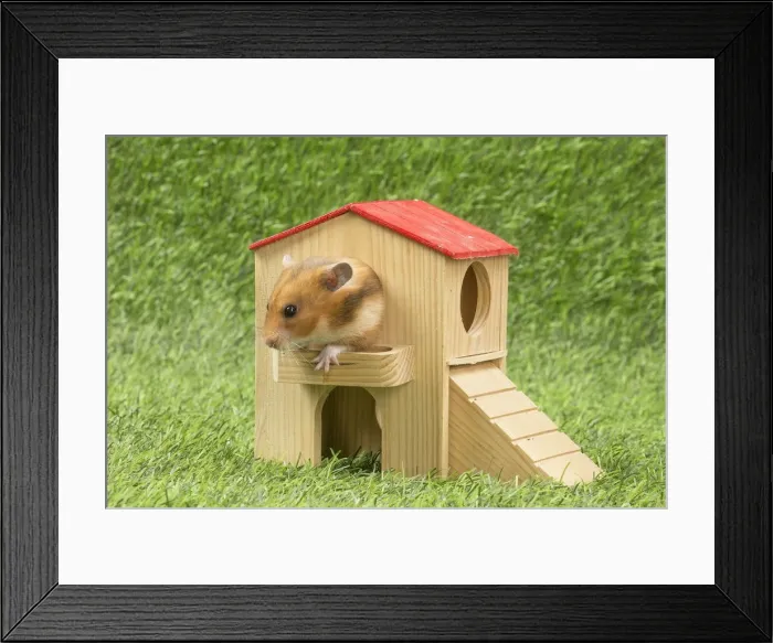 Framed Print : Picture No. 12020425 Framed Print : Picture No. 12020425