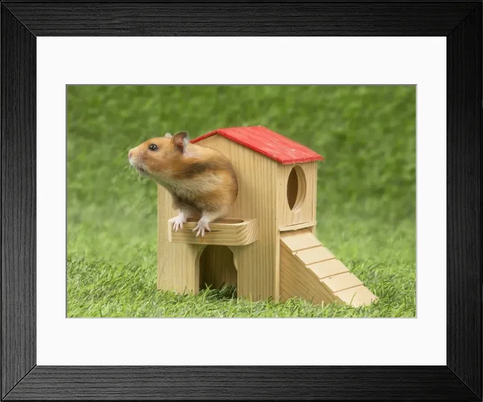 Framed Print : Picture No. 12020426 Framed Print : Picture No. 12020426