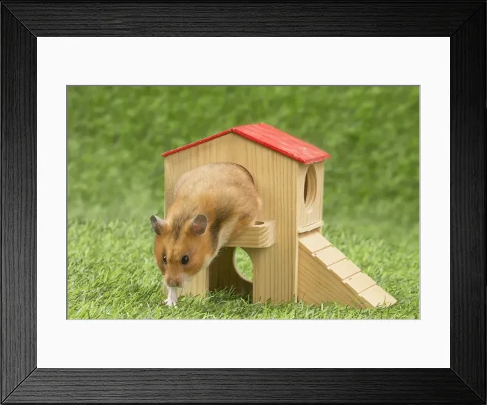 Framed Print : Picture No. 12020427 Framed Print : Picture No. 12020427
