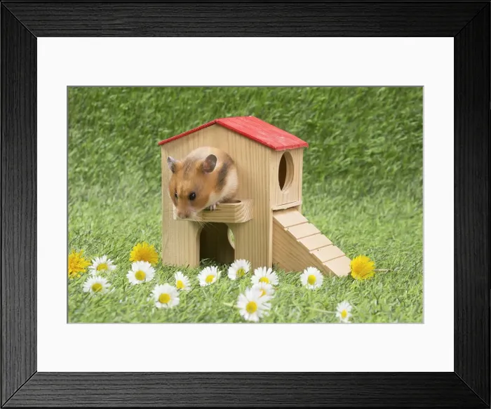 Framed Print : Picture No. 12020428 Framed Print : Picture No. 12020428