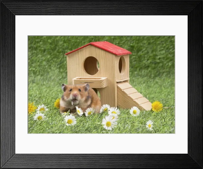Framed Print : Picture No. 12020429 Framed Print : Picture No. 12020429