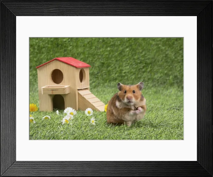 Framed Print : Picture No. 12020430 Framed Print : Picture No. 12020430