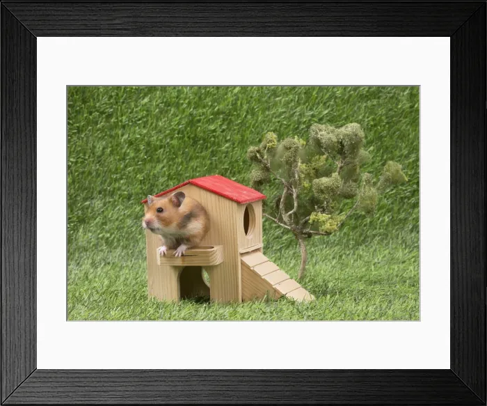 Framed Print : Picture No. 12020431 Framed Print : Picture No. 12020431