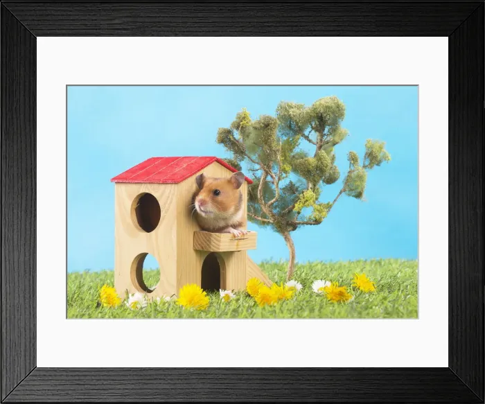 Framed Print : Picture No. 12020432 Framed Print : Picture No. 12020432